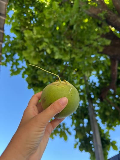 A hand holds a green fruit, possibly a mango, with a long stem against a background of leafy trees and a clear blue sky. The scene is outdoors, likely in Ban Ko Pru, Thailand, based on the prompt. The lighting appears natural, suggesting daylight. The focus is on the fruit and the hand holding it, with the background slightly blurred.