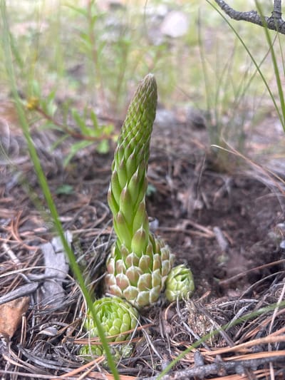 A close-up, eye-level shot focuses on a green succulent plant emerging from the ground. The plant has tightly packed leaves forming a conical shape that is stretching upwards. Two smaller, developing succulent rosettes are visible at the base of the main plant. The surrounding environment consists of dark soil, dry pine needles, and sparse, out-of-focus green foliage and twigs in the background. The lighting appears to be natural daylight. The scene is located in Shida, Russia.