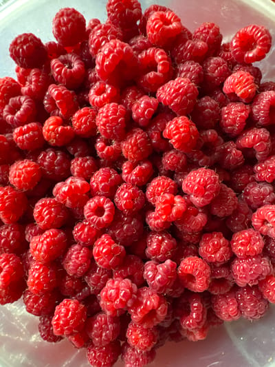 A close-up, overhead shot showcases a plentiful harvest of ripe raspberries filling a clear plastic container. The vibrant red berries, each composed of numerous drupelets, are densely packed, with some appearing slightly bruised or overripe. The container's translucent sides are visible, hinting at the scale of the collection. The lighting suggests an indoor setting, possibly a kitchen or pantry, with diffused natural light illuminating the scene, casting subtle shadows among the fruit. The image's focus is entirely on the texture and vivid color of the raspberries, offering no context of location or human presence beyond the implication of preparation or storage. There are no people or animals depicted in the image.