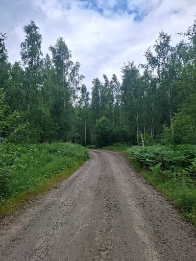 A dirt road curves through a dense forest in Mikkeli, Finland. The road is unpaved and appears to be made of gravel and dirt, with some loose stones visible. To the left of the road, tall green grass and wildflowers grow, with a thick stand of birch trees forming the forest canopy. To the right, ferns and more green foliage border the road, leading into the deeper woods. The sky is overcast with gray clouds, and the overall lighting suggests it is daytime. There are no people or animals visible in the image.