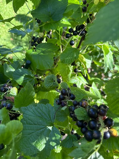 The image shows a close-up view of a blackcurrant bush with ripe berries and green leaves. The berries are dark purple to black and are clustered on thin stems. The leaves are a vibrant green with serrated edges. Some leaves are in sharp focus, while others are blurred, creating a shallow depth of field. The background is a soft blur of green, suggesting an outdoor setting in a garden or park. The lighting indicates it is daytime, with sunlight casting shadows on the leaves. The image does not depict any people or specific landmarks that would allow for precise localization within Bad Oeynhausen, Germany, but it represents a common sight in gardens during the summer harvest season.