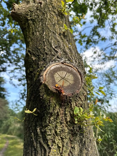 The image is a close-up shot of a tree trunk with a hornet on it. The hornet, which is yellow and black, is perched on a circular, woody scar on the trunk. The tree bark is rough and textured, with patches of green moss. In the background, out-of-focus foliage and a blue sky with white clouds are visible. The lighting suggests it is daytime. The scene appears to be outdoors in a natural setting, possibly a park or forest. There is no information available to determine if this location is in the city of Turnhout, Belgium.