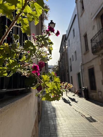 The image captures a sunlit, narrow street in Tossa de Mar, Spain. In the foreground, bright green leaves and pink flowers of a potted plant cascade down from above, partially obscuring a black wrought-iron railing. The sunlight filters through the leaves, creating a dappled effect and highlighting the plant's textured foliage and delicate blooms. Beyond the plant, the street unfolds, paved with light-colored square tiles. Buildings with cream-colored facades line both sides of the street. On the right, a white building features several windows and a black wrought-iron balcony. A dark green door is visible further down this side. On the left, the facades of the buildings are less distinct, but architectural details like window frames and balconies are suggested. A traditional streetlamp with an ornate top is visible in the upper left portion of the image, near the edge of the frame. The perspective draws the eye down the street, where shadows are cast across the tiled pavement, indicating the time of day is likely late afternoon. A person is seated on the ground in the middle distance on the right side of the street, with their back to the camera. The sky is clear and blue, with the sun positioned high and slightly to the left of the frame's center. The overall impression is one of a serene, sun-drenched European street scene.