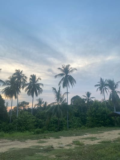 The image, presented in portrait orientation, captures a serene tropical landscape under a partially cloudy sky. The upper and central portions are filled with a light blue sky, adorned with scattered white and light grey clouds. Towards the lower right, the sky exhibits a brighter, warmer glow, suggesting either early morning sunrise or late afternoon sunset.
Numerous tall palm trees are prominent subjects, their dark silhouettes and distinctive fronds contrasting against the brighter sky. Their trunks extend downwards, some disappearing out of frame. Below and behind the palm trees, a dense expanse of lush green foliage and other trees forms a verdant backdrop, indicating rich vegetation.
Along the right side of the frame, a sandy or dirt path is visible, interspersed with patches of green grass and small plants. This ground area appears slightly uneven and natural.
No human activity or specific event is depicted, creating a peaceful and untouched atmosphere. The soft, ambient lighting points to either dawn or dusk. The abundant palm trees and dense greenery align well with the provided location context of Seuneubok Teungoh, Indonesia. There is no visible text in the image.