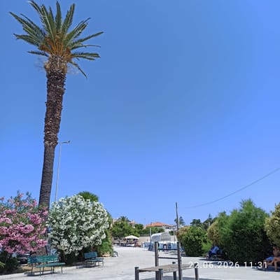 A wide, low-angle shot captures a palm tree dominating the left side of the frame, its rough, segmented trunk rising towards a clear, bright blue sky. The tree's fronds are lush and green, fanning out above. To the right of the palm tree, a tall, slender lamppost with a single light fixture stands starkly against the sky. In the foreground, several green wooden benches are arranged along a paved area. Flanking the benches are abundant flowering bushes; one on the left is filled with delicate pink blossoms, while the one on the right is covered in a dense mass of white flowers.
Further into the scene, a paved plaza opens up. A covered structure with white fabric and a white frame is visible, resembling a small cafe or kiosk. In the mid-ground, several tables and chairs are set up, some under umbrellas, suggesting an outdoor seating area. In the distance, buildings with terracotta roofs are visible, characteristic of Mediterranean architecture, and lush green trees dot the landscape. On the right side of the image, two men are seated on a bench, engaged in conversation. The timestamp "22.06.2026 11:31" is overlaid in the bottom right corner of the image. The overall impression is a sunny day in a coastal town, likely Trani, Italy, with a relaxed, open-air atmosphere.