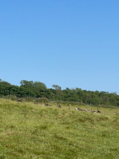 The scene shows a field bordering a line of trees under a clear blue sky. A flock of geese is dispersed along the edge of the field, some near a fence line. The location is potentially in the vicinity of Ashford, United Kingdom, although no specific landmark confirms it. The focus is on the geese in a grassy field with trees.