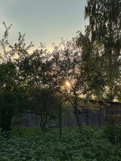 The image depicts an outdoor scene with trees in the foreground and a wooden fence in the background. The sun is shining brightly through the leaves of the trees, creating a dappled light effect. The sky is a pale blue with some haze. On the left side of the image, a small cluster of purple dots can be seen in the sky, possibly indicating a distant event or atmospheric phenomenon. On the right side, there is dense green foliage. The overall impression is one of a peaceful, late afternoon or early evening setting in a rural or suburban environment. There is no visible text in the image.