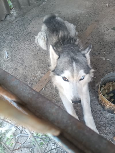 A Siberian Husky dog with heterochromia, one blue eye and one brown eye, lies on a rough concrete surface. The dog's fur is a mix of grey and white. In the background, a portion of a grey corrugated metal structure is visible. To the right of the dog, a rustic metal container filled with what appears to be dried food or scraps is present. In the foreground, a weathered metal bar and a wire mesh fence obstruct the view of the lower part of the dog and the surrounding ground. The scene is set outdoors, likely in a yard or enclosure, given the presence of the fence and the dog. This scene is located in Hlobyne, Ukraine.