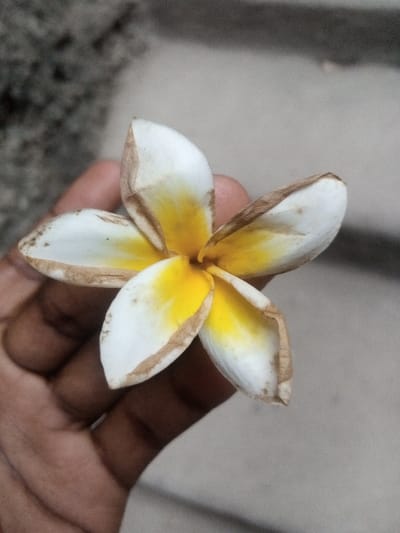 A single frangipani (Plumeria) flower, characterized by five white petals transitioning to bright yellow at their bases, is held in the center of the image. The petals exhibit brown discoloration and desiccation along their edges and tips. A dark-skinned hand, with the thumb and forefinger visible, grasps the flower's stem from below. The background is a uniformly blurred, mottled grey surface, consistent with concrete or stone. The image does not contain identifiable visual information to determine the specific location within the city of Makadara/Mji Wa Kale ward, Kenya.