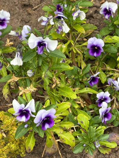 A close-up, eye-level outdoor shot captures a cluster of violet and white pansies in a garden bed in Aneby, Sweden. The flowers, with their distinctive dark purple centers, are interspersed with green foliage and some dried brown plant matter. The soil is visible, creating a natural, earthy backdrop. The lighting suggests it is daytime, likely with overcast conditions, as there are no harsh shadows. The focus is sharp on the flowers and their immediate surroundings, with a slight blur towards the background. The overall impression is one of natural, unmanicured beauty.