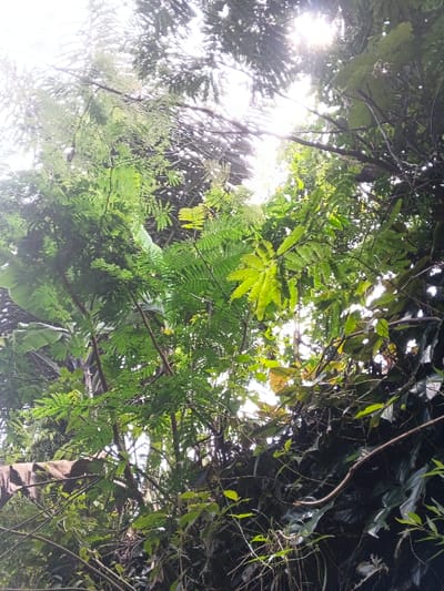 Sunlight filters through a dense canopy of green foliage. Fern-like leaves mix with broader leaves, creating a layered effect. A banana leaf is also visible. The image is taken from a low angle, looking upward into the tree cover. The light is bright, obscuring details in the upper branches and creating a hazy effect. The overall impression is one of lushness and dense vegetation.