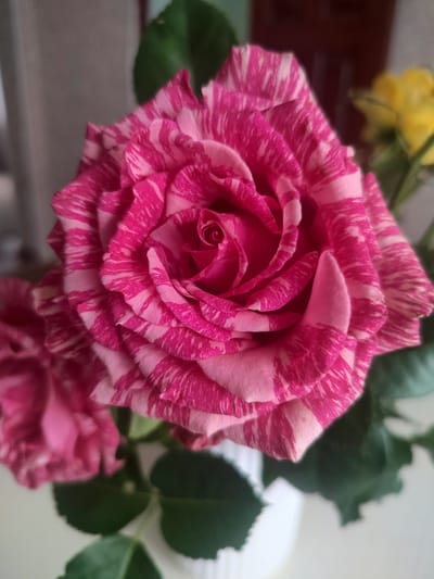 A close-up, medium shot features a striking striped rose, predominantly pink with white streaks, its petals unfurling in intricate layers. The rose is the central subject, filling most of the frame. To the left and slightly out of focus, another pink rose is partially visible. The background is softly blurred, showing hints of green leaves, a white vase, and a yellow flower in the upper right quadrant. The scene appears to be indoors, with diffused lighting. No individuals or specific actions are depicted. The image does not contain any elements that would suggest a location in Labinsk, Russia.