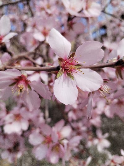 A close-up photograph depicts multiple light pink blossoms on a tree branch in Limbur, Uzbekistan. The central subject is a fully open blossom with five pale pink petals, a prominent pink center, and numerous yellow-tipped stamens. Green sepals are visible at the flower's base. To the left, a second blossom is partially visible and less distinct. The background comprises numerous out-of-focus pink blossoms and interwoven brown branches. Sections of a light blue sky are discernible through the upper foliage. The scene is illuminated by ambient light. No human figures or artificial structures are present.