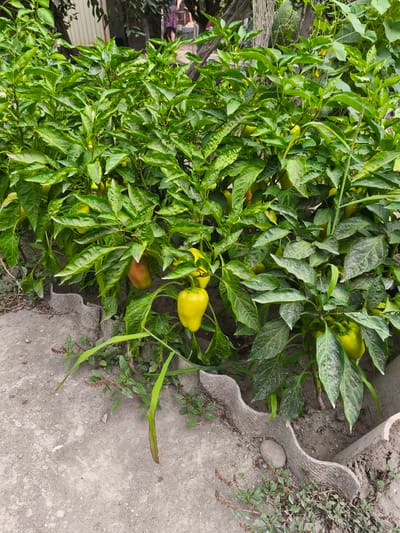 In Kollektivizator, Russia, a garden bed is visible with a row of pepper plants bearing yellow and reddish-orange peppers. The plants are lush and green, with large leaves. The garden bed is bordered by a cracked, gray material and concrete. Small weeds and grass grow around the pepper plants and in the surrounding dirt and concrete areas. The background is blurred, but appears to show more greenery and possibly a building structure.