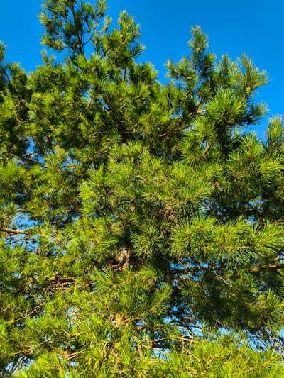 The image shows a close-up view of the needles and branches of a pine tree against a clear blue sky. The pine needles are a vibrant green, with some appearing to be in clusters. Small, undeveloped cones are visible among the needles. The branches are brown and textured, with some appearing to be older and thicker than others. The lighting suggests it is daytime, with sunlight filtering through the branches and illuminating the needles. The scene is set outdoors, with no discernable man-made structures or people present, suggesting a natural environment. The location is described as Ақсуат ауылдық округі, Kazakhstan.