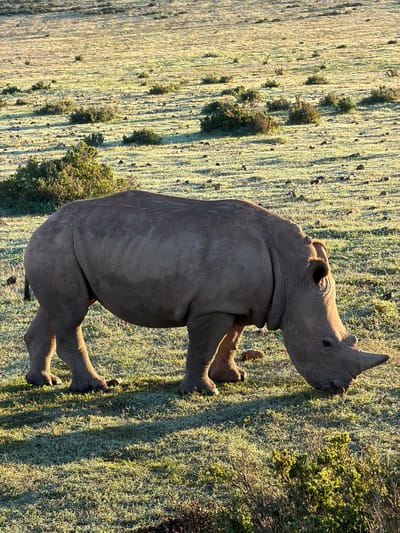 The image shows a rhino standing on grassy terrain. The rhino is gray in color and has a single horn. The terrain appears to be open grassland with scattered shrubbery. The image appears to be taken in the city of George, South Africa. The scene is lit by sunlight, casting shadows and creating a sense of depth.