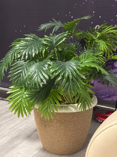 A high-angle shot shows a potted plant with abundant green fronds standing on a light gray wooden floor. The plant's pot is tan-colored and appears to be wrapped in a coarse material resembling twine or rope. The pot has a white rim. In the background, there is a dark wall with subtle purple spots or circular designs. Near the top right corner, a beige object, possibly part of a chair, is visible. A red Croc is partially visible. There is no indication that this photograph was taken in the city of Zamankul, Russia.