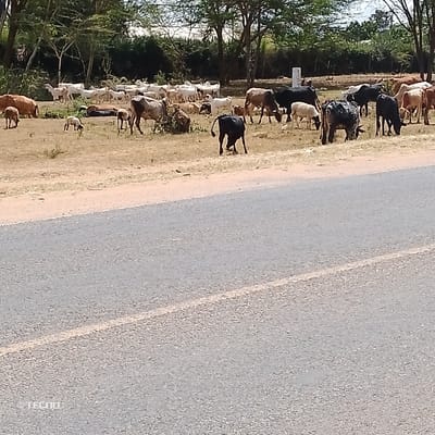 The image displays an outdoor scene in Mumbuni North ward, Kenya. A grey asphalt road, featuring a faint white lane marking on its left side, occupies the lower portion of the frame. Adjacent to the road, a large herd of livestock is scattered across dry, light brown ground with sparse vegetation. The herd comprises numerous cattle of varying colors including brown, black, and mottled, with many actively grazing. White goats or sheep are also visible within the herd, particularly in the mid-ground, along with several smaller, lighter-colored juvenile animals. A white rectangular signpost, partially obscured by animals and foliage, displays the letters "KEN" in the mid-ground. The background consists of a line of green trees and shrubs under a light blue sky with minimal cloud cover. No human figures are present.