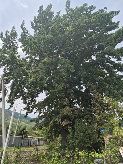 A wide shot depicts a large, mature oak tree dominating the frame in a rural setting. The tree's dense green foliage is characteristic of summer. In the foreground, a chain-link fence, partially obscured by climbing vines, marks the edge of a property. Beyond the fence, a corrugated metal fence encloses a yard with several outbuildings and a yellow pipe structure, possibly for gas. A person, dressed in a blue shirt and camouflage pants, stands near a gate, facing away from the camera. To the left, two concrete utility poles with wires stretch across the image. In the background, rolling hills covered in greenery rise against a cloudy sky. The scene is consistent with a residential area in the city of Tekeli, Kazakhstan, given the typical architecture and vegetation of the region.