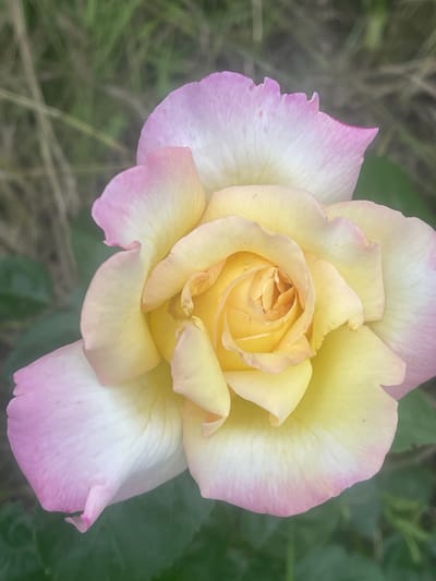 A close-up shot focuses on a single rose in bloom, its petals transitioning from a soft yellow at the center to a delicate pink at the edges. The rose is positioned in the foreground, with a blurred background of green foliage and dry grass, suggestive of an outdoor garden setting. The image does not depict any specific location within the city of Novyi Tahamlyk, Ukraine. There are no people, actions, or interactions visible in the scene.