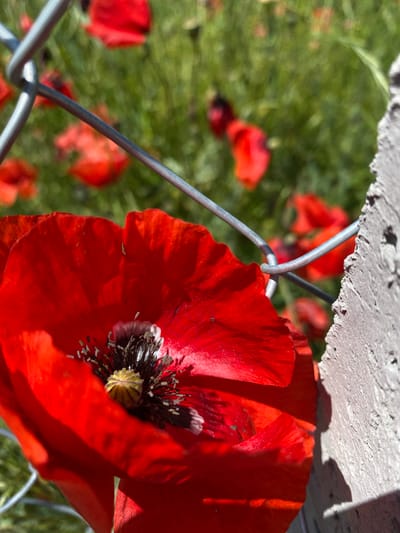 A sharply focused, close-up image taken in Balgarchevo, Bulgaria, depicts a vibrant red poppy flower in direct sunlight. The poppy's petals exhibit detailed texture and are partially shaded on their inner surfaces. Its dark central stigma is surrounded by numerous dark stamens with visible yellow anthers. A silver-colored chain-link fence, composed of interwoven metallic wires, crosses the upper midground and upper left foreground, partially obscuring the poppy and the distant background. To the right of the poppy, a rough, light gray concrete or stone post occupies the frame's right edge, casting a distinct shadow down its side. The background is a soft-focus expanse of green vegetation dotted with multiple blurred red poppy flowers, indicating a field under bright daylight conditions. No human figures or discernible animal life are present within the frame.