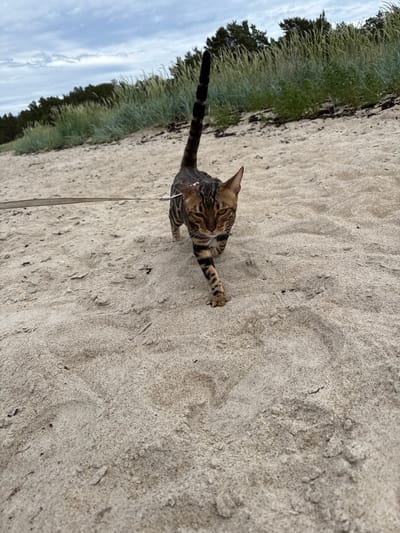 A Bengal cat on a leash walks on a sandy beach near Meremõisa, Estonia. The cat has brown and black stripes and is wearing a pink collar. Its tail is striped, and its paws are also striped. The cat is looking to its left, with its body positioned diagonally across the frame. The sand is light brown and textured with small ripples. In the background, there are tall grasses and trees, suggesting a natural coastal environment. The sky is overcast with white clouds. The scene appears to be set during the daytime. The cat's posture and the leash suggest it is being walked outdoors.