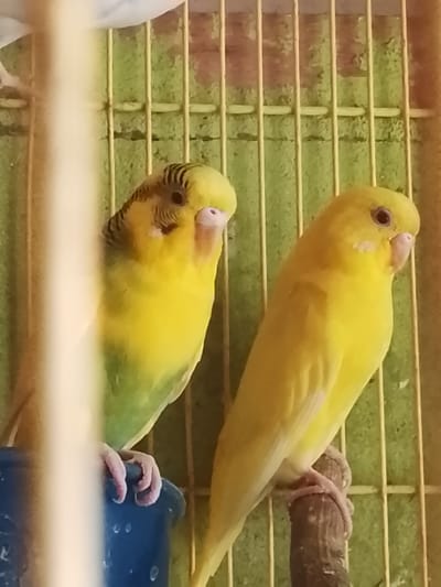 Two yellow budgerigars are perched inside a cage. The budgerigar on the left has green on its chest and wings. The budgerigar on the right is entirely yellow. The cage has yellow bars and a green background. The image appears to have been taken in the city of Kuta Trieng, Indonesia.