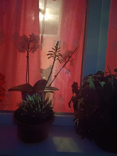 The image shows an indoor scene with plants and curtains. Two potted plants are visible on a windowsill. The plant on the left is an orchid with pale flowers, and the plant on the right is a succulent with spiky green leaves. Behind the plants, red curtains with a decorative pattern are drawn. The overall lighting suggests it is nighttime or a dimly lit room. There is no information about the location within Litynia, Ukraine.