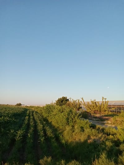 An outdoor, wide shot captures a rural landscape under a clear, pale blue sky. In the foreground, neat rows of young green plants, likely corn, stretch diagonally across the frame from the bottom left towards the middle right. A dense line of green bushes and trees borders the field on the right. Beyond the bushes, a long, low building with a translucent roof, possibly a greenhouse or agricultural structure, is visible. A faint, white circular shape, which could be the moon, is present in the upper right quadrant of the sky. The image appears to have been taken during daylight, likely in the late afternoon or early evening, given the soft lighting and the presence of the moon. The scene is tranquil and agricultural in nature.