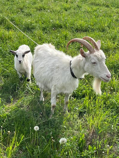 A rural scene depicts two goats grazing in a grassy field. The larger goat, likely an adult, is predominantly white with curved horns and a black collar. It is positioned in the upper portion of the frame, with its head tilted upwards. The smaller goat, presumably a kid, is also white but has dark markings on its head, especially around the ears and eyes. It is located near the bottom of the frame. A thin, white leash is attached to the smaller goat. The goats are surrounded by lush green grass, interspersed with dandelions. The location is undetermined, and the possibility that it is Ludorvay, Russia cannot be asserted, because the available evidence doesn't offer any clues as to a geographical location.