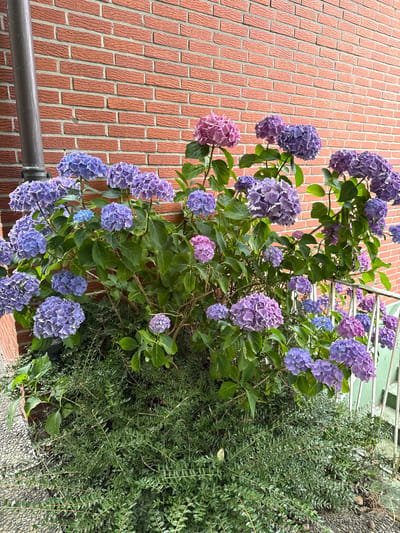 An outdoor, medium-shot photograph captures a blooming hydrangea bush with large clusters of purple and pink flowers. The bush is situated in front of a red brick wall, and a dark gray downspout runs vertically along the left side of the wall. The ground beneath the bush is covered in green foliage and some small, dark pebbles. A white metal railing is visible on the right side of the image. The lighting suggests it is daytime, with some shadows cast by the flowers and leaves. The scene appears to be in a garden or yard setting. The location is the city of Weeze, Germany.
