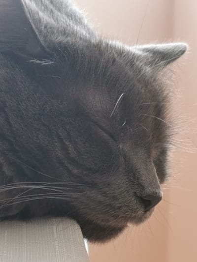 A close-up, eye-level shot shows a gray cat sleeping on a light-colored, textured surface, likely a piece of furniture. The cat's eyes are closed, and its head is slightly tilted. The background is a soft, out-of-focus peach color, suggesting an indoor environment. There is no discernible urban setting or landmarks to suggest a specific location in Saint-Jean-sur-Richelieu, Canada.