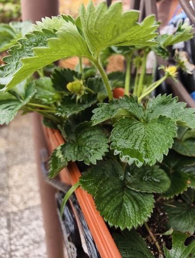 The image shows a close-up view of a strawberry plant growing in a brown planter. The leaves are vibrant green and covered with droplets, likely from rain or watering. A small, unripe strawberry is visible among the leaves. A yellow flower is also present, indicating the plant is producing fruit. The planter is positioned outdoors. The context of Kolosisty, Russia is not evident from the image.