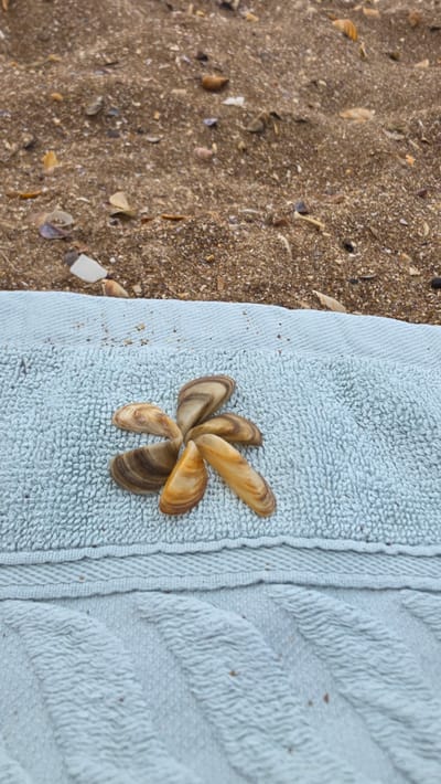 The image displays a close-up, overhead view of a light blue, textured towel placed on a sandy beach. The sand, visible on the left side of the frame, is coarse and contains numerous small shells and fragments of seashells. On the towel, a small arrangement of six mussel shells forms a flower-like pattern. The shells are elongated and curved, with varied brown and tan stripes. They are arranged with their pointed ends meeting in the center and their wider, curved edges fanning outwards. The towel has a woven pattern, with raised ribbed sections. The lighting suggests it is daytime, likely a sunny day given the beach setting. The scene evokes a sense of calm and the natural beauty of a seaside environment. There is no visible text in the image.