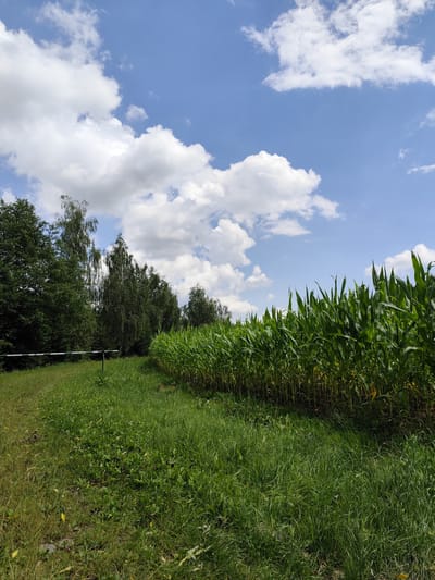 The image depicts a sunny day in Głębowice, Poland, with a clear blue sky filled with scattered white clouds. In the foreground, a lush green field stretches towards the right, bordered by a dense, tall cornfield. The corn stalks are vibrant green and reach towards the sky, creating a textured wall of foliage. To the left of the field, a line of trees, primarily deciduous with some coniferous trees interspersed, forms a dark green border. A white and green striped barrier, possibly a fence or a signpost, is visible near the treeline, marking the edge of the field. The grass in the foreground is varied in length and color, with some patches of dry, yellowing grass mixed with vibrant green. The scene suggests a rural or agricultural setting within the town of Głębowice.