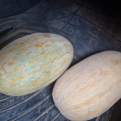 Two cantaloupe melons are displayed on a dark, textured surface, possibly a tire or a rubber mat, in Alğa, Kazakhstan. The melon on the left is partially visible, showing its pale green rind with orange-yellow streaks and a distinctive net-like pattern of raised white veins. The melon on the right is fully visible and is a lighter, more uniform yellow-orange color with a similar net-like texture. The background is dark and out of focus, with horizontal ridges evident on the surface beneath the melons. The lighting suggests an outdoor or dimly lit indoor environment.
