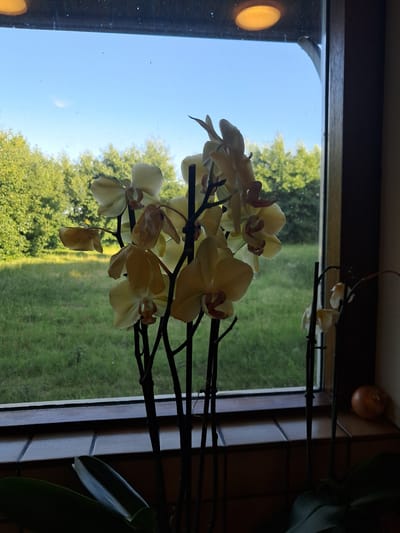 A cluster of pale yellow orchids in a pot is positioned in front of a window that looks out onto a sunlit grassy field bordered by trees. The window frame is dark wood and there is a dark brown tiled ledge beneath the window. To the right of the orchids, on the ledge, sits a single, unpeeled onion. The sky is a clear, pale blue with faint wispy clouds. The image is taken from inside a building.
