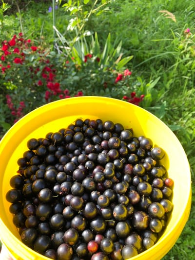 A yellow bucket is filled with black currants, held outdoors in a garden. In the background, red roses and green foliage are visible. The scene suggests a harvest or collection of fruit in a natural setting.
