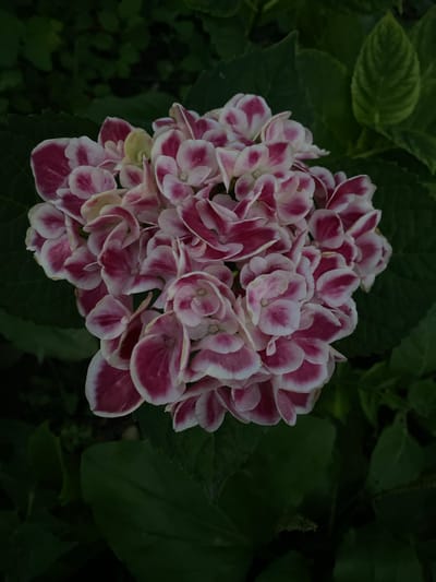 A close-up, overhead shot features a cluster of pink and white hydrangea flowers set against a dark, out-of-focus background of green leaves. The flower heads are full and rounded, with individual florets showing vibrant magenta edges that fade to white in the center. Some florets also have hints of pale yellow. The leaves are large, dark green, and textured, creating a lush, naturalistic setting. The lighting is soft, highlighting the delicate textures and colors of the flowers. No people or actions are depicted. The image captures a moment of natural beauty in a garden setting, though a specific location within Oktiabrskaya, Russia, cannot be determined from the visual information provided.
