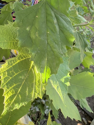 This is a close-up, eye-level shot of several large, green leaves with serrated edges, possibly from a vine or shrub. Sunlight filters through some of the leaves, highlighting their veins and creating shadows. The leaves are textured, with some appearing smoother than others. There are small spots and possibly some imperfections on the leaf surfaces. In the background, the environment is somewhat out of focus, showing glimpses of dark soil and possibly other foliage or man-made objects. The scene appears to be outdoors, in a natural or semi-natural setting. No people are visible in the image.