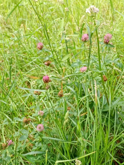 A natural outdoor scene in Brannenburg, Germany, features a dense field of green grass with several pink clover flowers and some white blossoms. The vegetation is lush and varied, with tall grasses and clover plants interspersed throughout. The focus is on the flora, with no people or animals visible. The lighting suggests it is daytime.