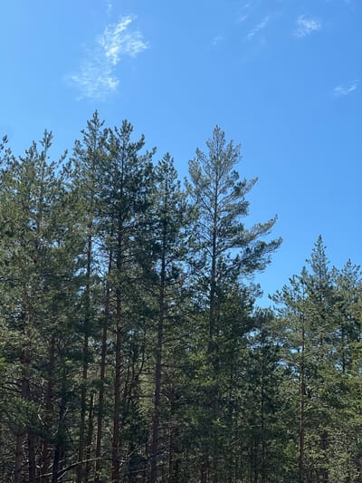 The image depicts a view upwards into the crowns of pine trees against a clear blue sky with some wispy clouds. The trees are densely packed, their needles a mix of green hues. Tree trunks are visible behind the foliage. The image was likely taken in a forested area in or near Чернышово, Russia.
