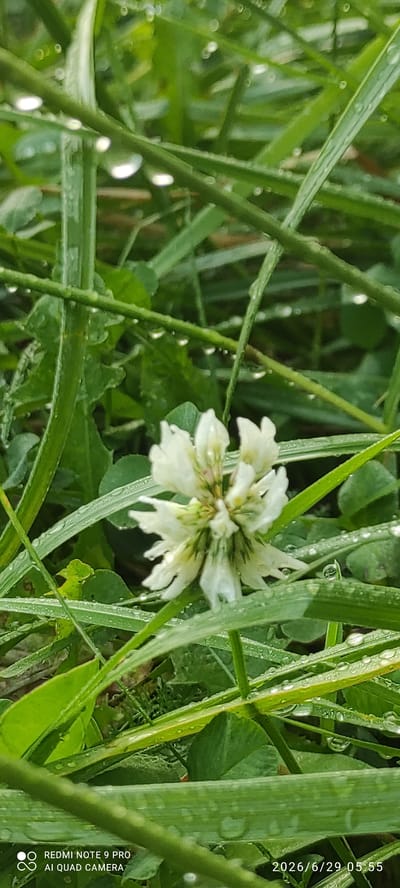 A close-up, low-angle shot focuses on a single white clover flower with some green at its center, surrounded by tall green grass blades. Numerous water droplets cling to the grass, indicating recent rain or dew. The background is blurred, with darker green foliage visible. The image appears to have been taken outdoors in a natural setting, possibly a park or garden, in Maardu, Estonia. The timestamp "2026/6/29 05:55" is visible in the lower right corner, along with "REDMI NOTE 9 PRO" and "AI QUAD CAMERA" in the lower left.