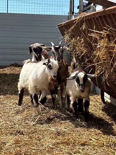 The image, when rotated upright, displays a group of goats gathered around a hay feeder in an outdoor farm setting. At least four goats are visible, with varying coat patterns including white, brown, and black markings. The most prominent goat in the foreground is primarily white with black patches on its face and legs. The goats appear calm, likely feeding from the hay rack or resting amidst the scattered straw.
A wooden or metal hay feeder, filled with dry hay or straw, is positioned on the left side of the frame, from which some hay extends onto the ground. The ground is largely covered with dry hay and straw, suggesting a well-used feeding and resting area for the animals.
The scene is brightly illuminated by direct sunlight, casting distinct shadows on the ground, indicating a clear, sunny day, likely mid-morning or afternoon. In the background, a light-colored building, possibly a barn or shed, is visible, along with a clear blue sky partly seen through a wire fence or grate. No visible text is present in the image. The environment strongly suggests an agricultural location, such as a goat pen or barn, within Gay-Kodzor, Russia.