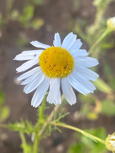 A single white daisy with a yellow center is in focus against a blurred background of green foliage and brown earth. The daisy's petals are delicate and white, radiating outwards from the bright yellow, pollen-covered center. The stem and some leaves are visible below the flower. The scene is an outdoor environment, possibly a garden or field. The location of Глазково, Russia is not depicted in this image.
