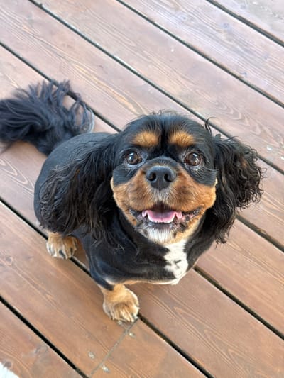 A tricolor Cavalier King Charles Spaniel sits on a wooden deck, looking up at the camera. The dog has black, tan, and white fur. Its mouth is open, revealing its tongue and teeth. The deck is made of weathered brown planks. The background is blurred.