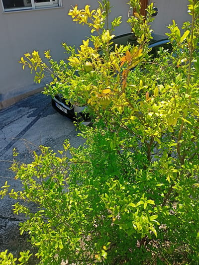 The image captures a sunlit outdoor scene with a lush green tree prominently featured in the foreground, its leaves illuminated by the sunlight. Behind the tree, a gray wall of a building is visible, with a window at the top left. A portion of a black car with a license plate reading "XPA 33601" is parked on a paved surface, which shows some tire marks. The overall setting appears to be a residential or urban area. The location is identified as Municipal Unit of Anthidon, Greece. There are no people visible in the image.