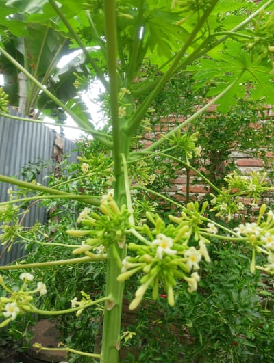 The image depicts a papaya tree with numerous small, white flowers and developing fruits. The tree trunk is thick and green, with branches extending outwards. The background consists of lush green foliage and a brick wall, suggesting an outdoor setting. A corrugated metal sheet is visible on the left side of the image, possibly a fence or part of a building. The overall scene is that of a garden or natural environment. This location is in Reudeupbluek, Indonesia.