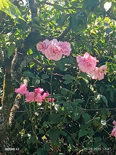 This image shows a cluster of pink roses in bloom, with a rough, moss-covered tree trunk to the left. The roses are the primary subject, with several blooms in various stages of opening. Behind the roses and tree is a dense green foliage, suggesting a garden setting. A wire fence is visible in the foreground, running horizontally across the lower portion of the image. The lighting suggests it is daytime, with sunlight filtering through the leaves and casting dappled shadows. The bottom left corner of the image displays the text "REDMI A3" and the bottom right corner shows the date "23.06.2026 13:47", indicating the device used and the date the photo was taken. The location is stated as Pshap, Abkhazia, which is a region known for its lush vegetation and gardens, consistent with the scene depicted.
