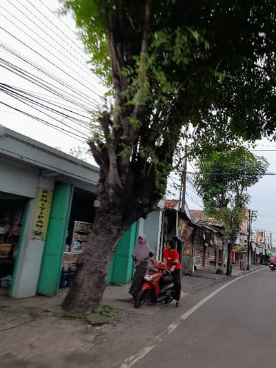 The image shows a street in Kecamatan Purwoasri, Indonesia (latitude: -7.6, longitude: 112.114). A large tree with green leaves fills the upper left portion of the frame, obscuring the sky, while the branches of the tree extend to the right, covering the top of a shop with green and white shutters. The shop is on the right side of the image, facing the road. A woman wearing a red shirt and a headscarf is standing next to a red motorbike parked on the side of the road. She is interacting with another woman wearing a white headscarf, who is sitting on the motorcycle seat.  The scene is captured from a low angle, looking up at the tree.  The road is paved and has a white painted line running down the center.  Several electrical wires are visible running across the frame.  The buildings on the other side of the street are obscured by the tree.
